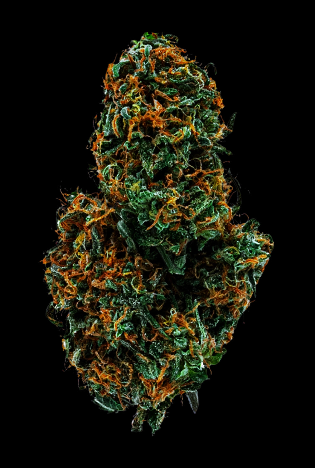 Papa's Herb INFUSED 5 PACK GSC HYBRID