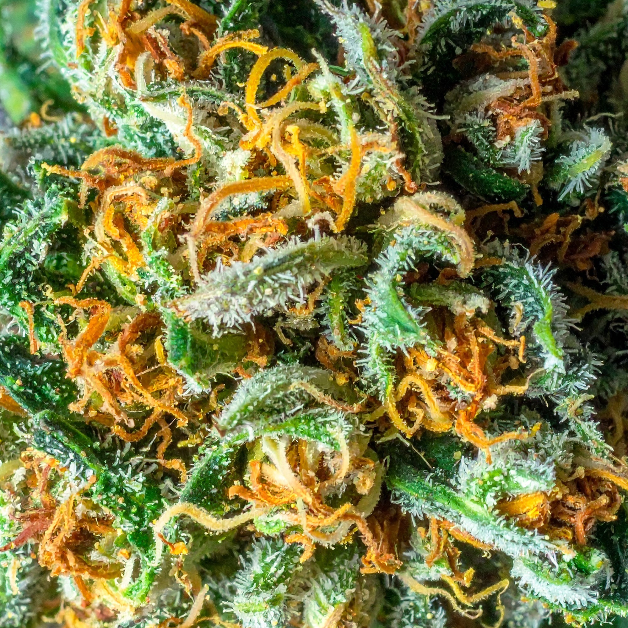 Papa's Herb GSC INDOOR THCa FLOWER