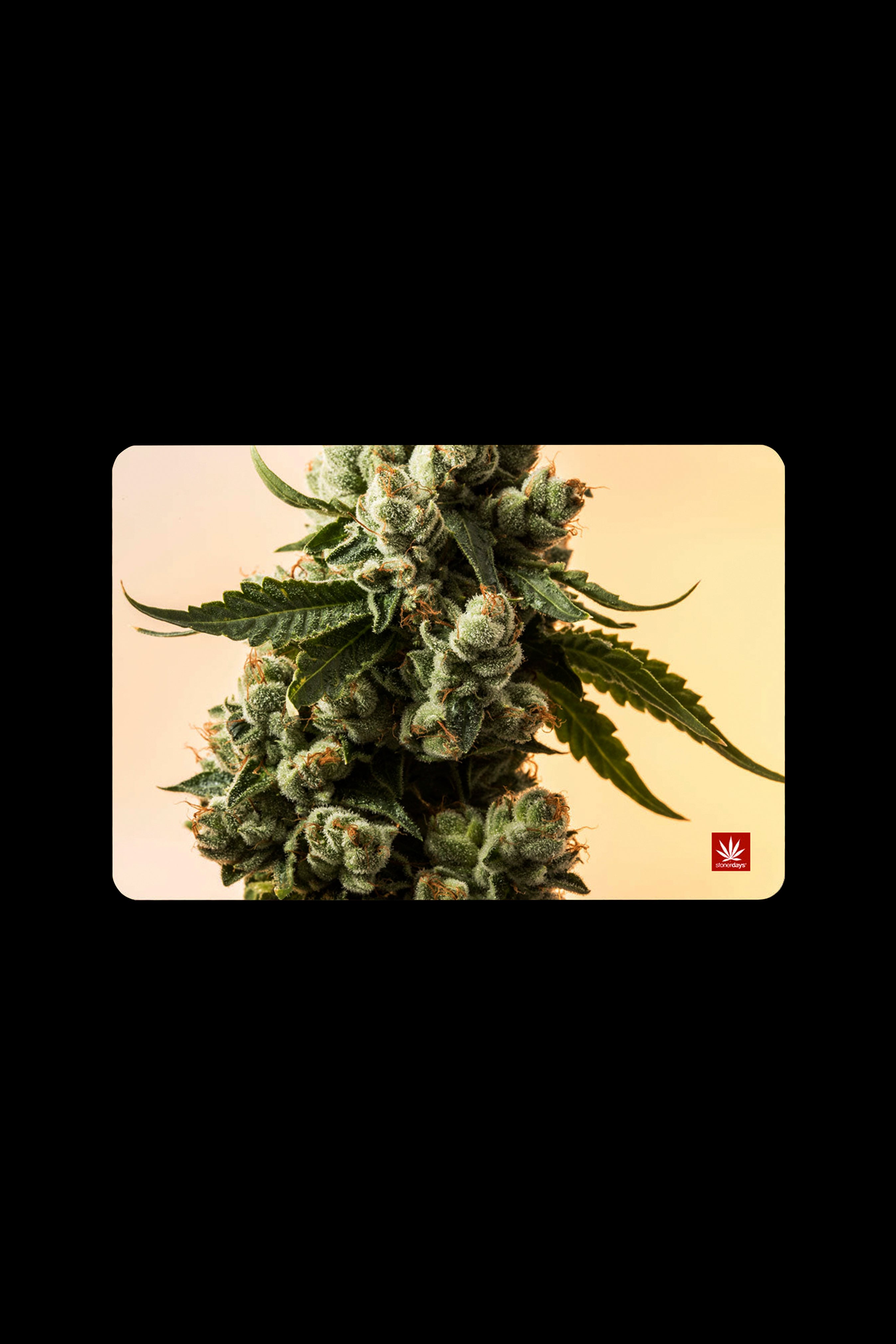 Close-up of a cannabis bud with a leaf, set against a pale yellow background and a cannabis leaf logo.