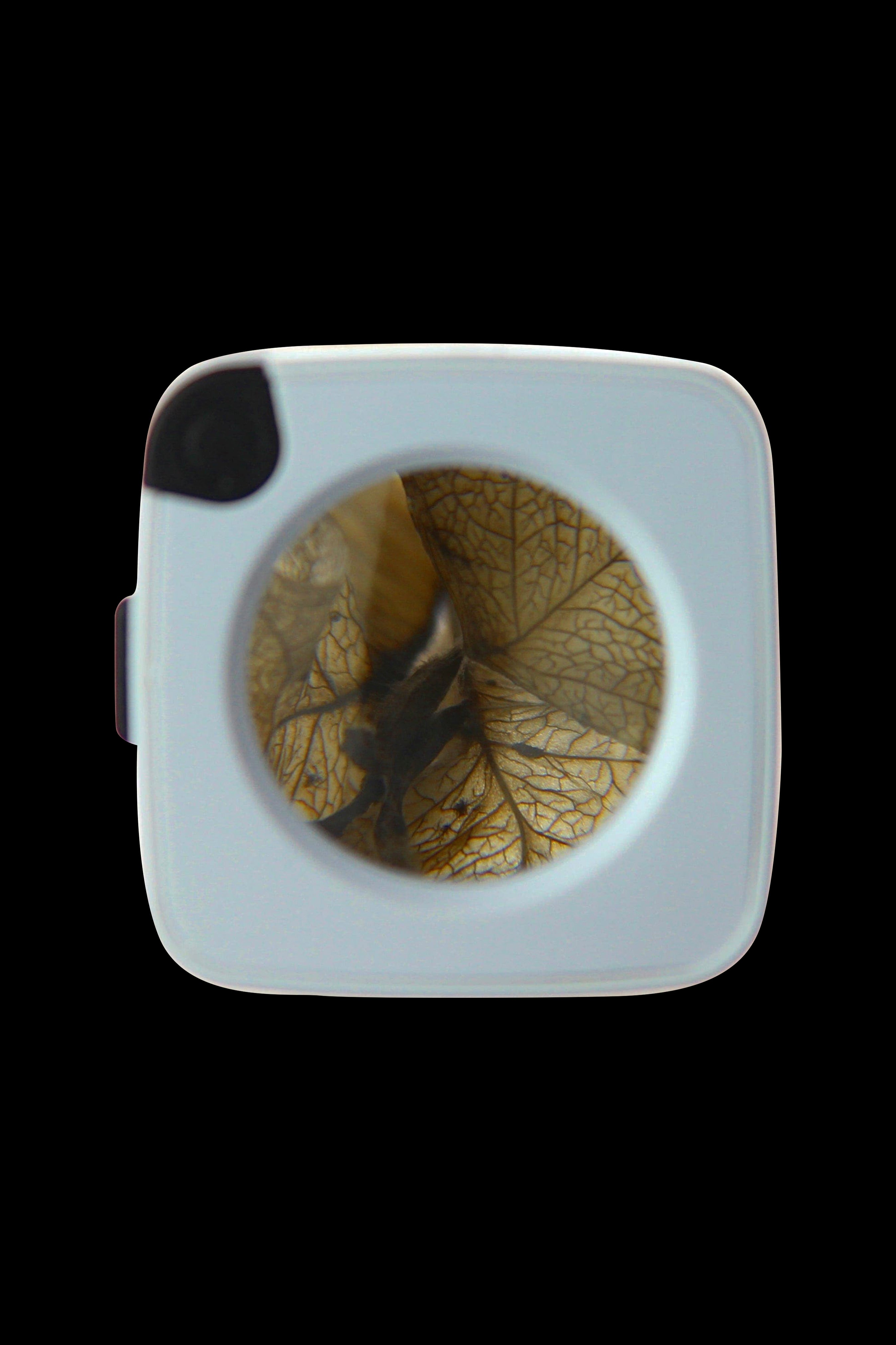 Clear acrylic container displaying a dried cannabis bud with visible veins.