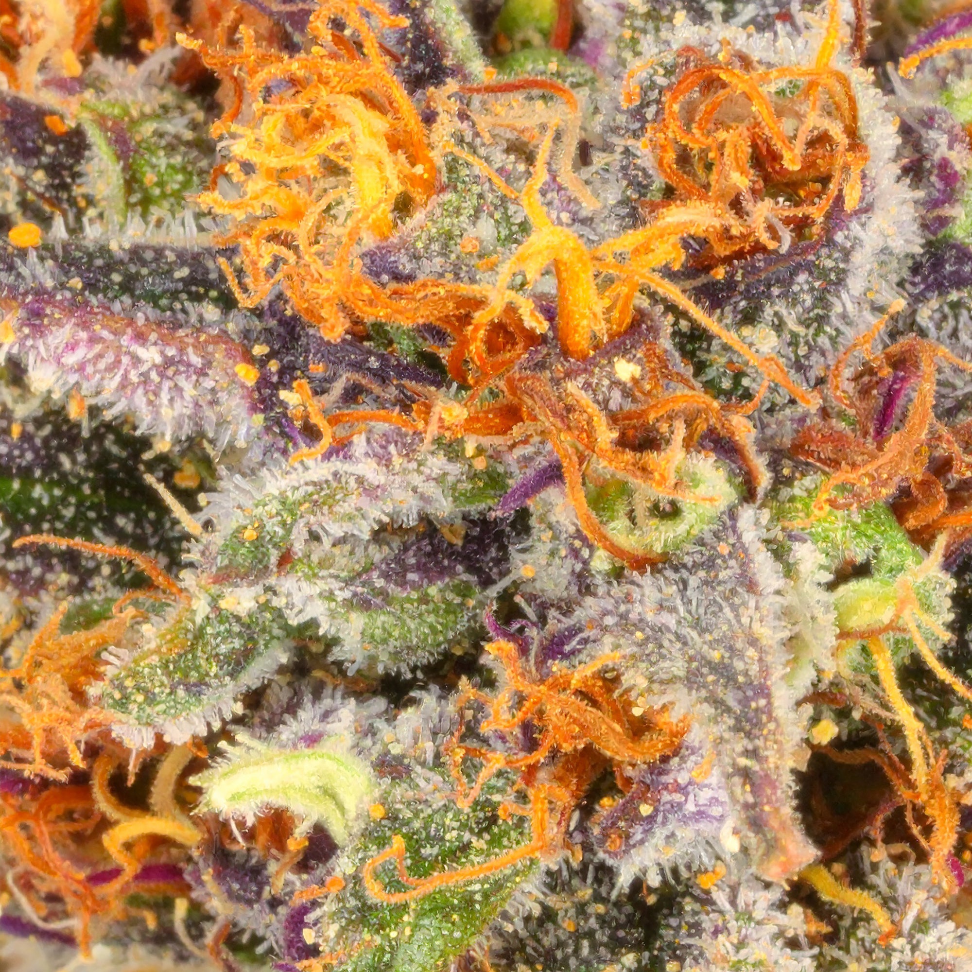 Papa's Herb THIN MINTZ INDOOR THCa FLOWER