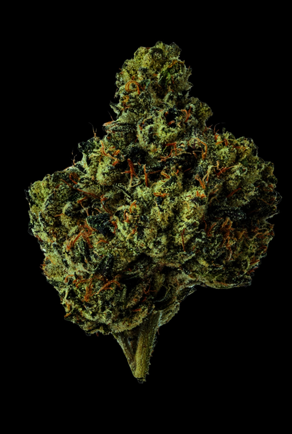 Papa's Herb INFUSED 1G WATERMELON Z INDICA