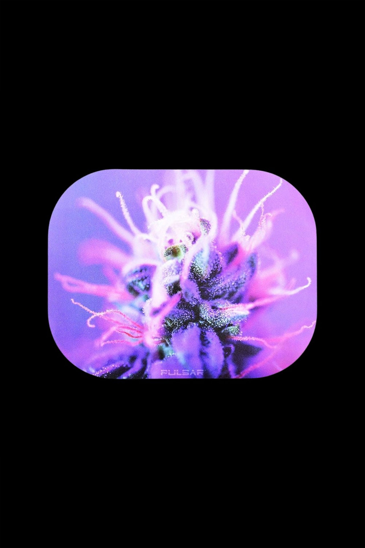 Close-up of a vibrant purple and green cannabis bud with the brand name “Pulsar” visible at the bottom, presented within a rounded square frame.