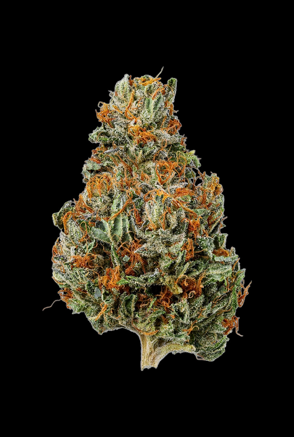 Papa's Herb APPLE FRITTER INDOOR THCa FLOWER