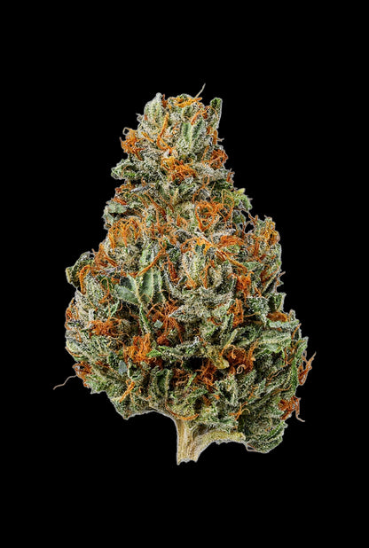 Papa's Herb APPLE FRITTER INDOOR THCa FLOWER