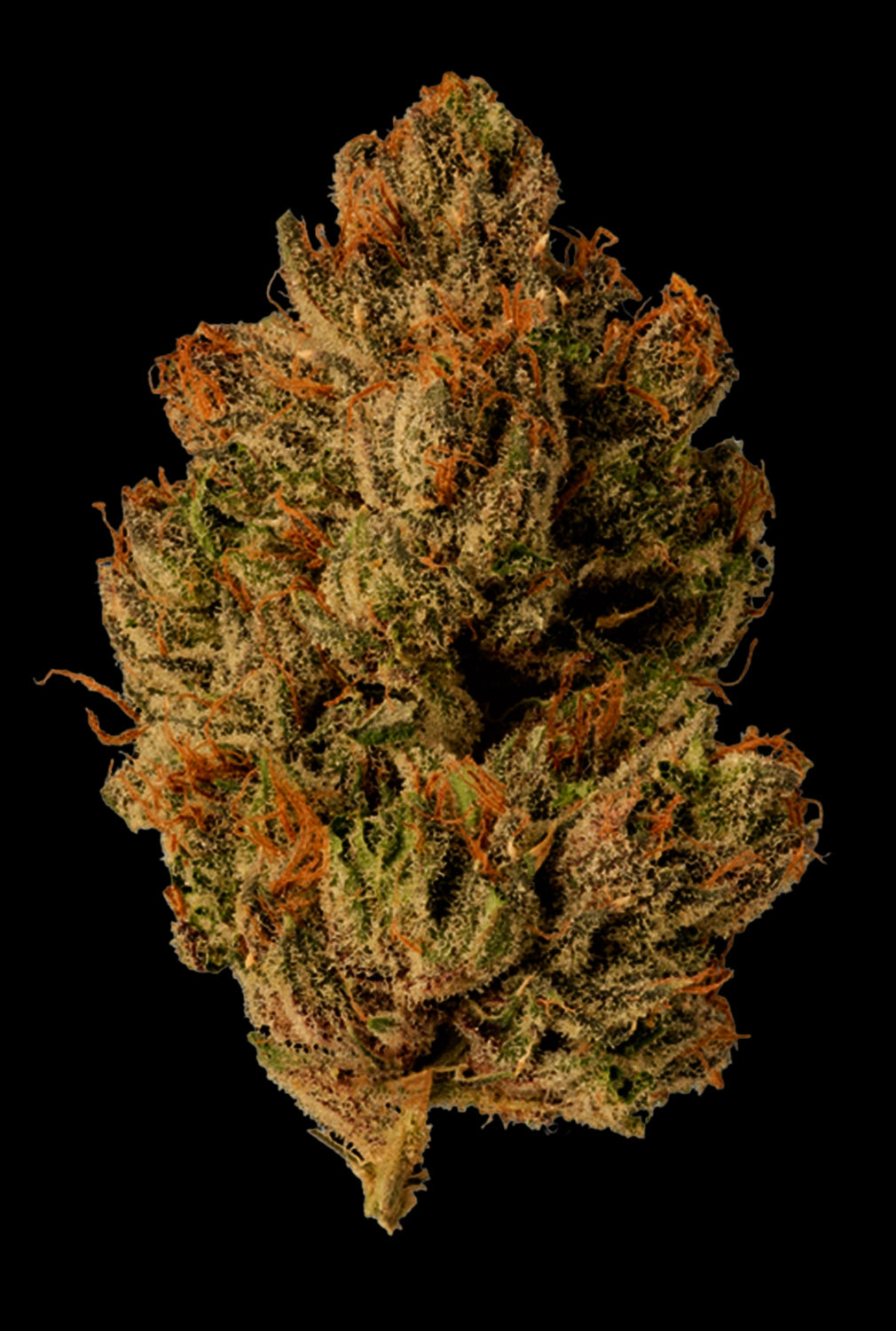 Papa's Herb INFUSED 5 PACK BUBBA GUM INDICA