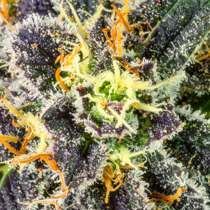 Papa's Herb BLUEBERRY ZLUSHIE INDOOR THCa FLOWER