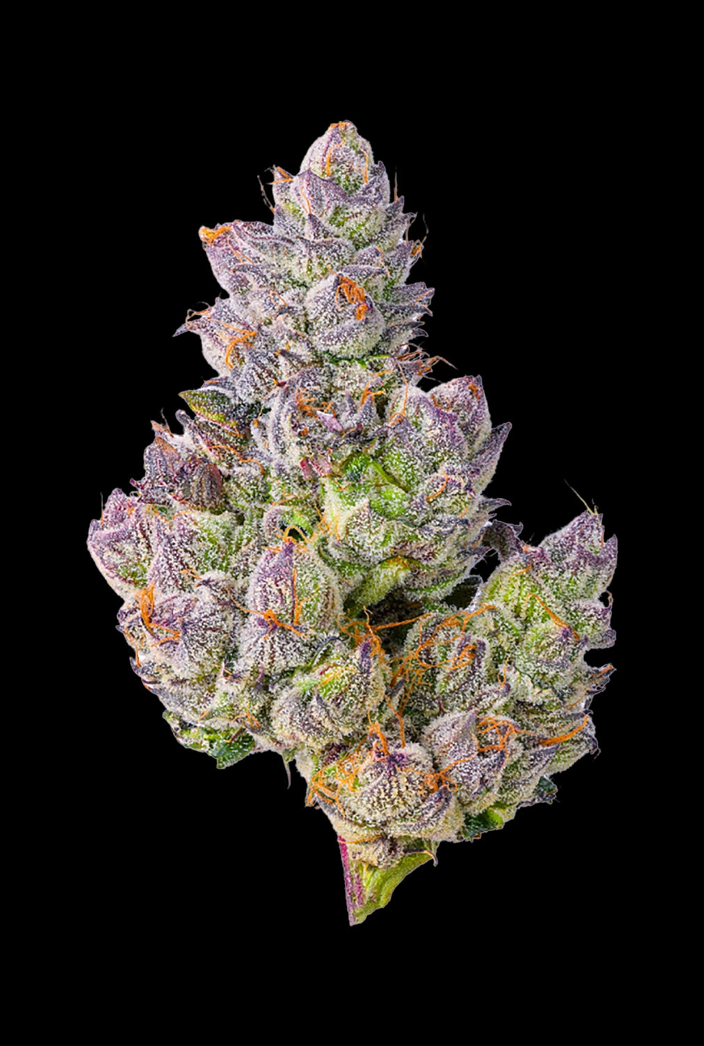 Papa's Herb GELATO 33 INDOOR THCa FLOWER