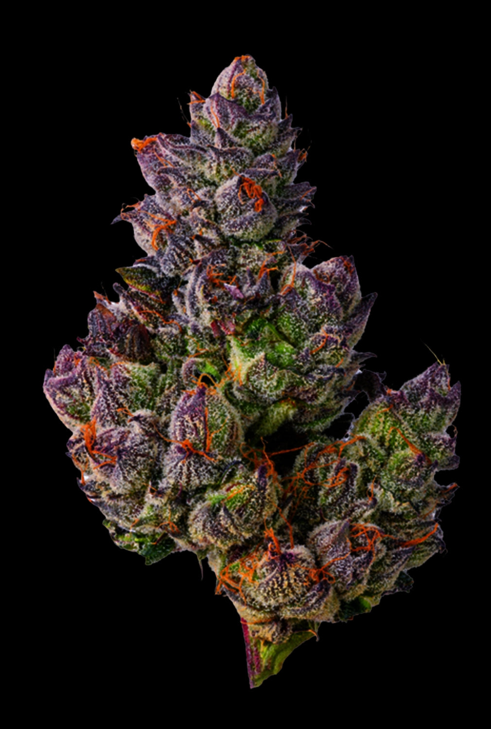 Papa's Herb INFUSED 1G GELATO 33 HYBRID