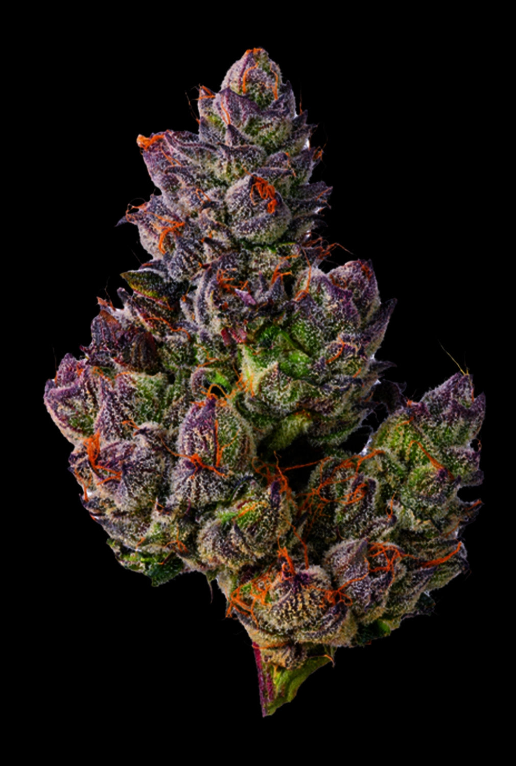 Papa's Herb INFUSED 5 PACK GELATO 33 HYBRID