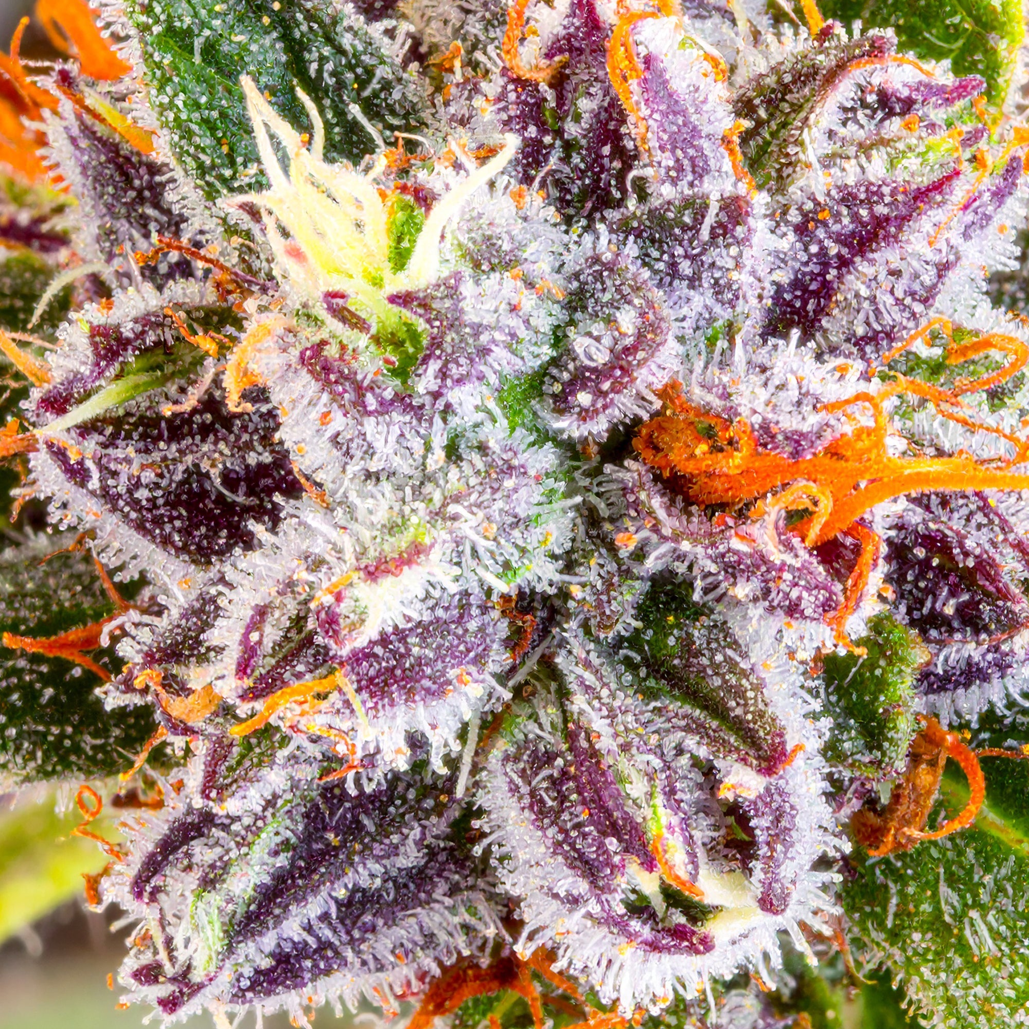 Papa's Herb GELATO 33 INDOOR THCa FLOWER