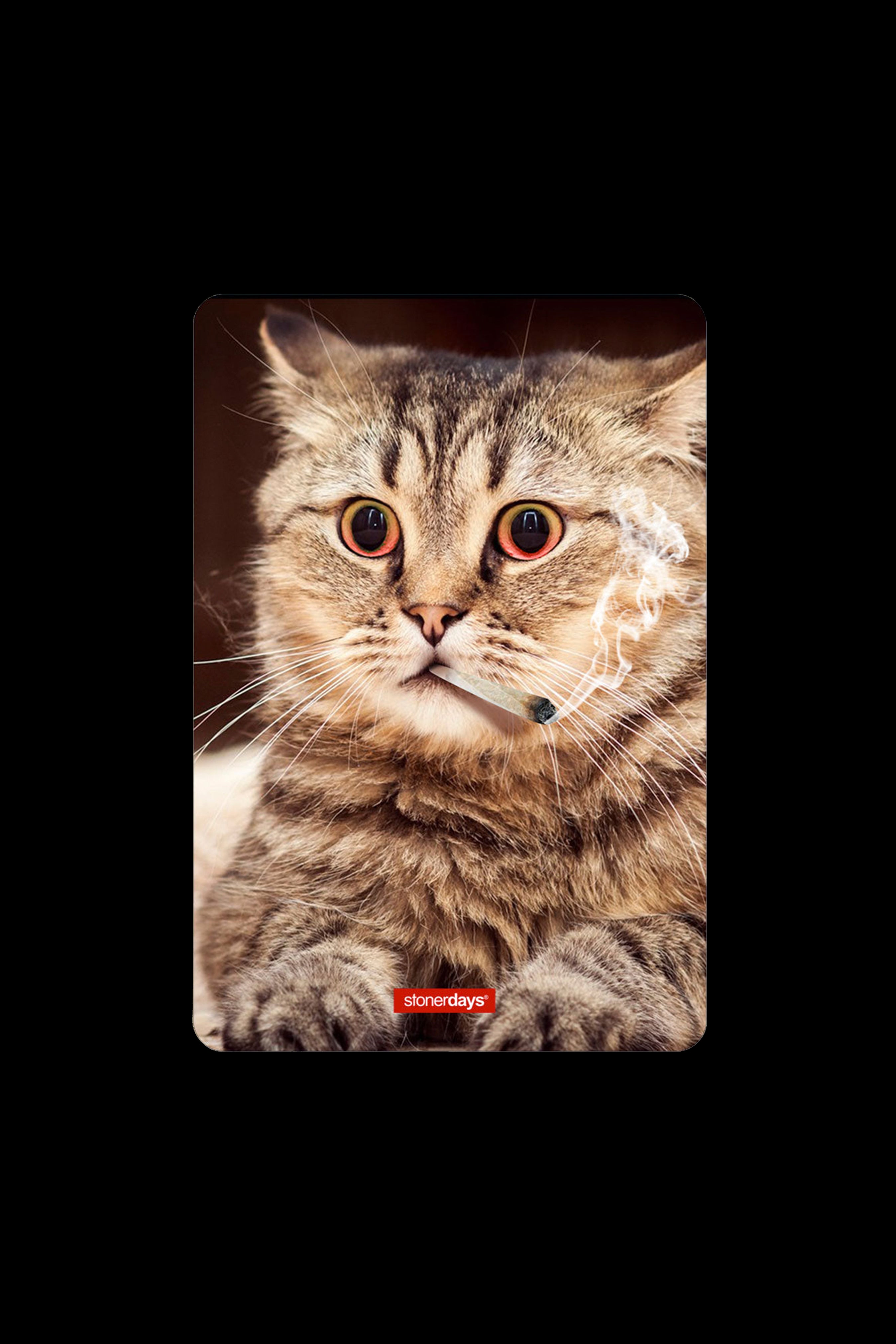 A close-up portrait of a cute tabby kitten with wide eyes, appearing to smoke from a rolled joint, branded with "stonedays".