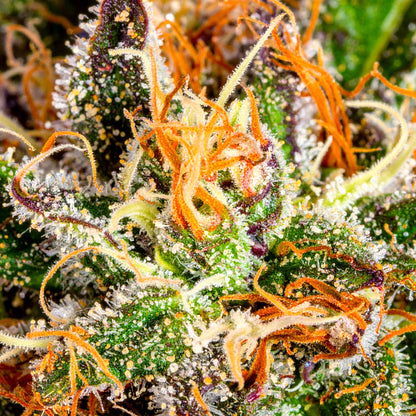 Papa's Herb PINEAPPLE EXPRESS INDOOR THCa FLOWER