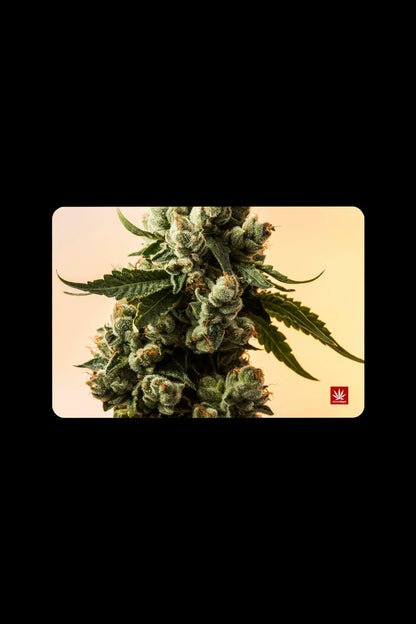 Close-up of a cannabis bud with a leaf, set against a pale yellow background and a cannabis leaf logo.