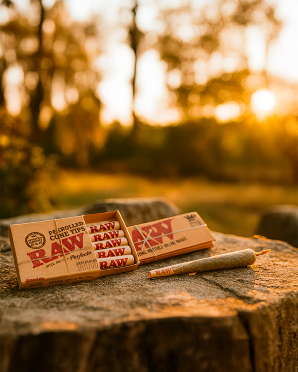 Close-up of RAW Organic Hemp Raw 1 1/4" Prerolled Cones - 32 Pack 5.00% Off Auto renew box and a single cone on a sunlit tree stump at golden hour.