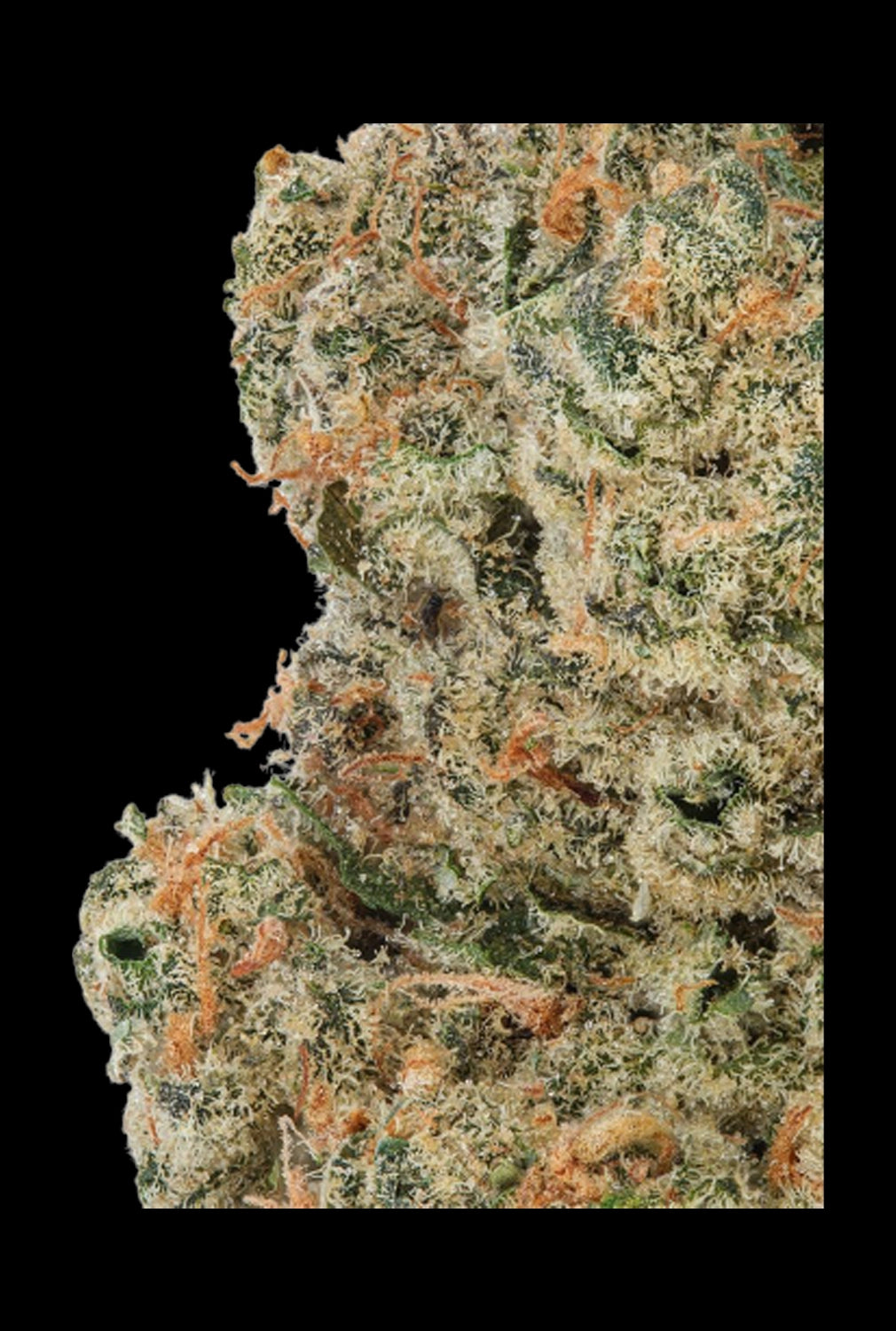 WNC CBD High THCA Indoor Living Soil Flower | 3.5g