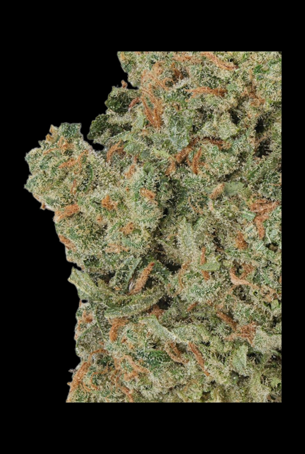 WNC CBD High THCA Indoor Living Soil Flower | 3.5g