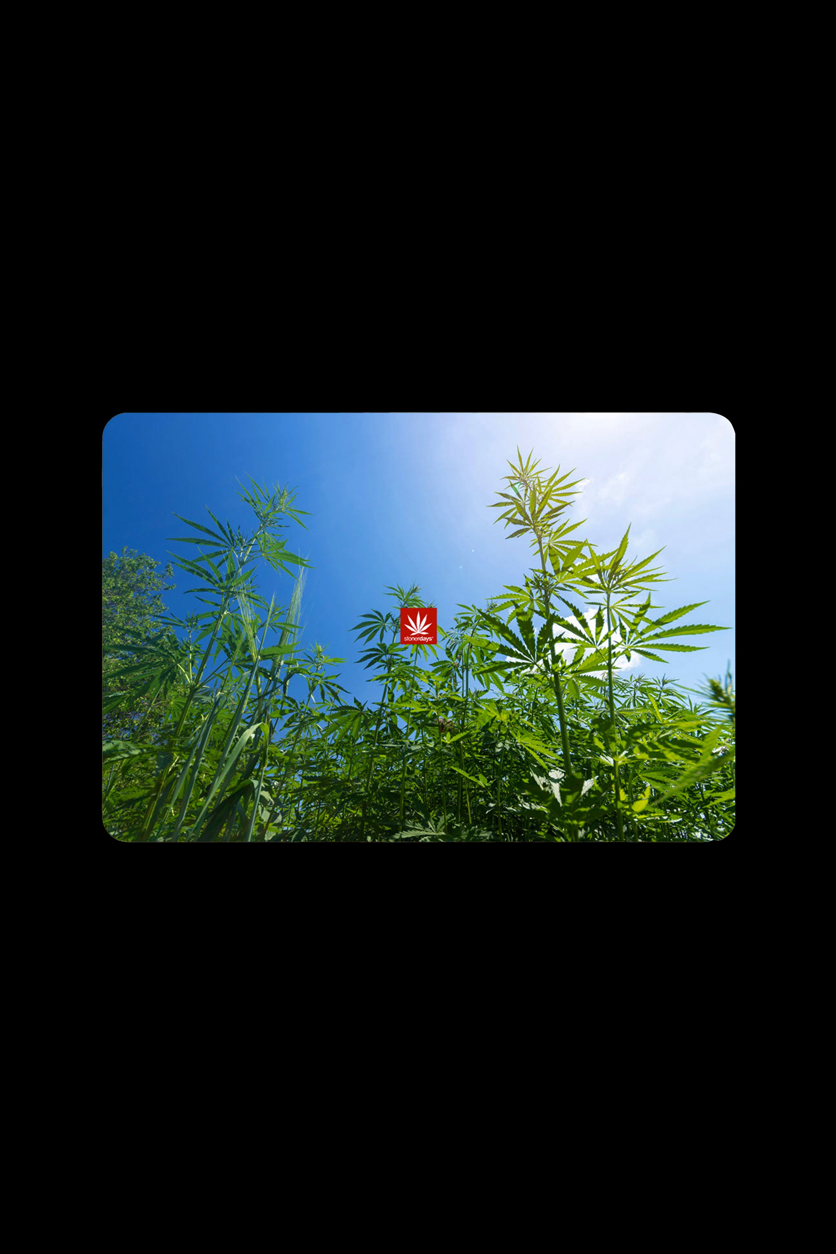 Cannabis plants viewed from below against a bright blue sky, with a red and white logo centered within the foliage.