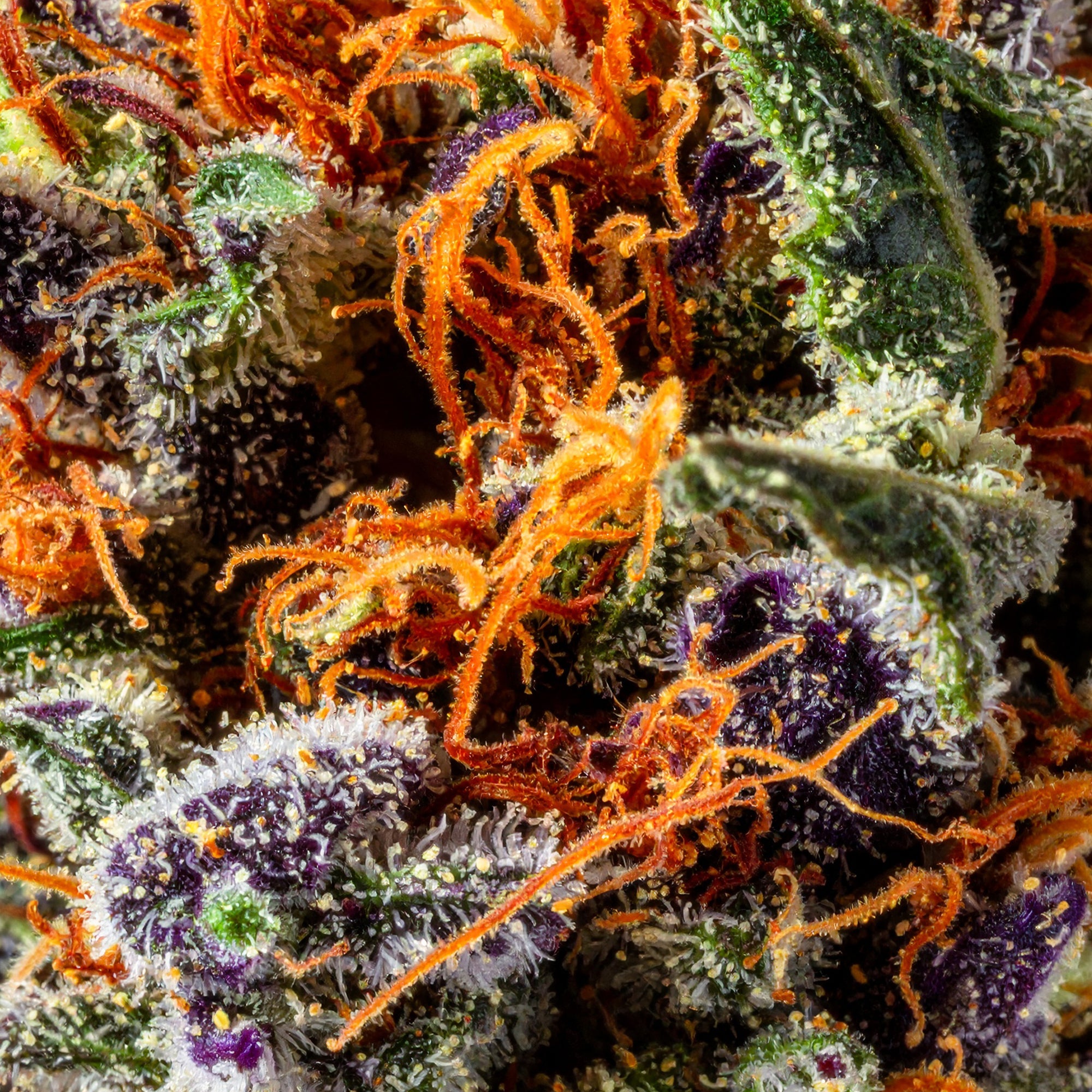 Papa's Herb TROPICANA COOKIES INDOOR THCa FLOWER