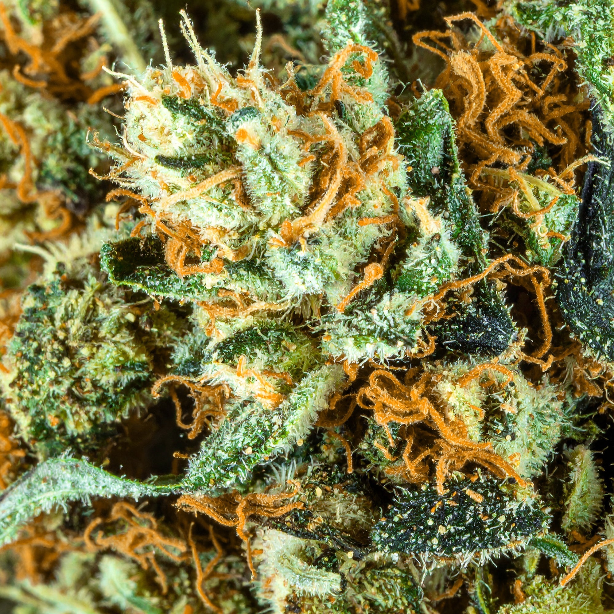 Papa's Herb WATERMELON Z INDOOR THCa FLOWER