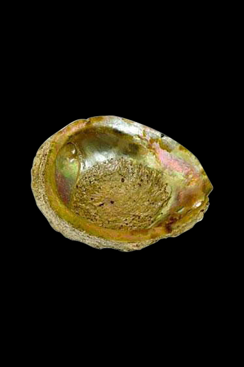 A top-down view of the Large Abalone Shell Natural Ashtray, showing its iridescent, pearly interior and natural shell texture.