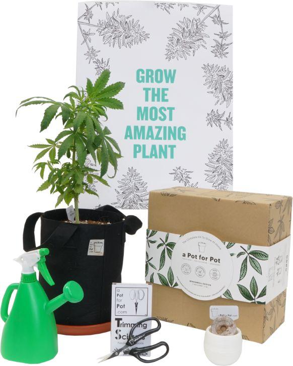 A Pot For Pot Grow Kit Windowsill Edition