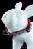 Large / Balloon Dogs - HeadyPet Collar V2 - HeadyPet - - HeadyPet Collar V2