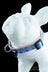 Large / Flying Pigs - HeadyPet Collar V2 - HeadyPet - - HeadyPet Collar V2