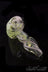 Green Slyme and Bubble Gum Inside-Out Pipe with Black Marbles - Glassheads - - Green Slyme and Bubble Gum Inside-Out Pipe with Black Marbles