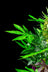 DecoBudz Artificial Decorative Cannabis Plant - DecoBudz Artificial Decorative Cannabis Plant
