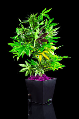 DecoBudz Artificial Decorative Cannabis Plant