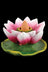 Lotus Flower Backflow Incense Burner
